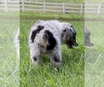 Small Photo #6 Miniature Australian Shepherd Puppy For Sale in ONEONTA, AL, USA