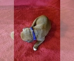 Small Photo #4 Boxer Puppy For Sale in METROPOLIS, IL, USA