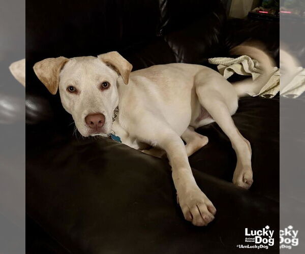 Medium Photo #3 Labrador Retriever-Retriever  Mix Puppy For Sale in Washington, DC, USA