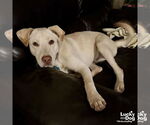 Small #2 Labrador Retriever-Retriever  Mix