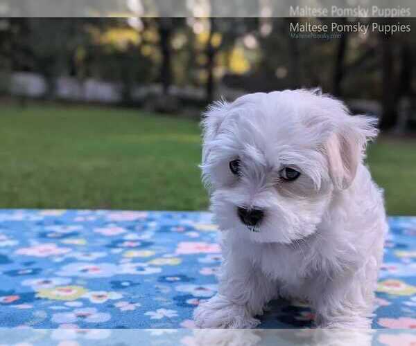 Medium Photo #6 Maltese Puppy For Sale in OCALA, FL, USA