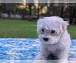 Small Photo #17 Maltese Puppy For Sale in OCALA, FL, USA