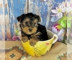 Small #6 Yorkshire Terrier