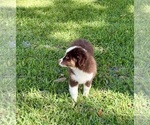 Small #4 Miniature Australian Shepherd