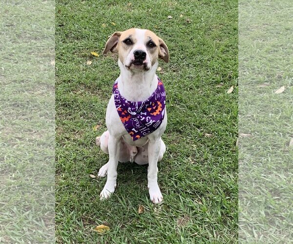 Medium Photo #2 Mutt Puppy For Sale in Spring, TX, USA