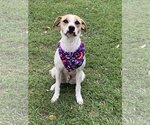 Small #1 Mutt