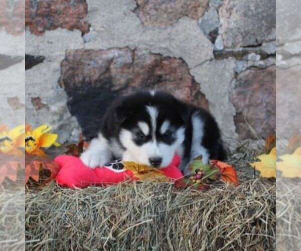 Medium Photo #2 Alaskan Malamute Puppy For Sale in CROGHAN, NY, USA