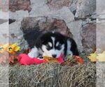 Small #1 Alaskan Malamute