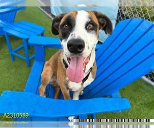 Rhodesian Ridgeback-Unknown Mix Dogs for adoption in West Palm Beach, FL, USA