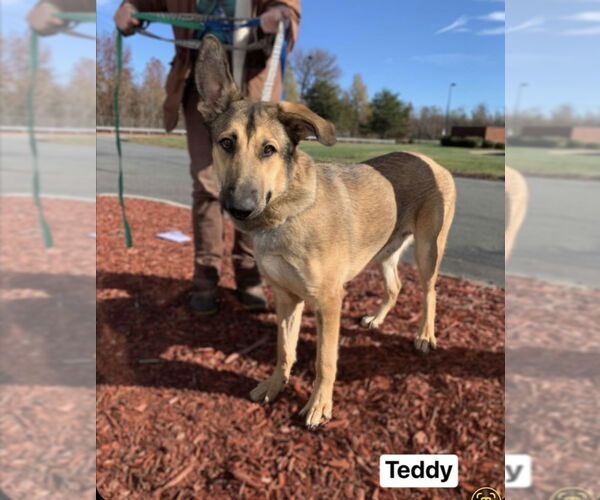 Medium Photo #9 German Shepherd Dog Puppy For Sale in Winston Salem, NC, USA