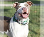WINNIE - Male American Staffordshire Terrier-Unknown Mix Dog for Adoption - Small photo