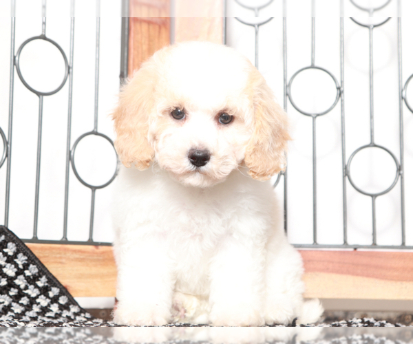 Medium Photo #1 Poochon Puppy For Sale in NAPLES, FL, USA