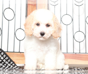 Poochon Puppy for sale in NAPLES, FL, USA