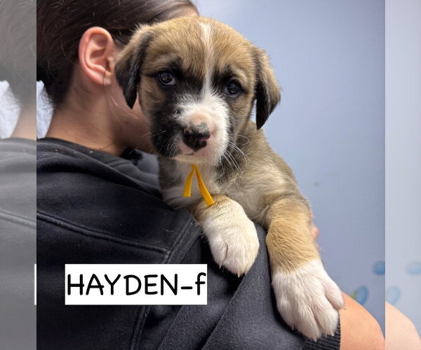 Medium Photo #1 Anatolian Shepherd Puppy For Sale in GILBERTS, IL, USA