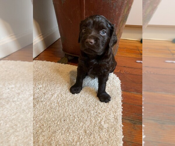 Medium Photo #4 Boykin Spaniel Puppy For Sale in CROWNSVILLE, MD, USA