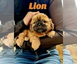 Image preview for Ad Listing. Nickname: Lion