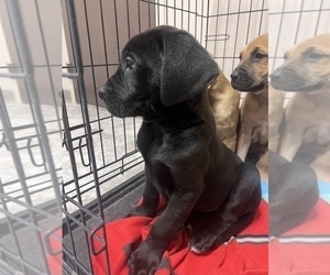 Great Dane-Labrador Retriever Mix Puppy for sale in ALBANY, IN, USA