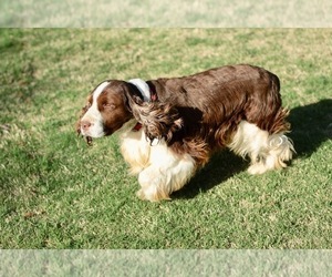 Father of the English Springer Spaniel puppies born on 07/11/2022