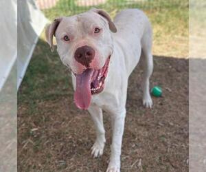 Dogo Argentino-Unknown Mix Dogs for adoption in San Antonio, TX, USA