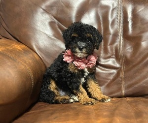 Cavapoo Puppy for sale in CAMPBELLSVILLE, KY, USA