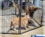 Small #7 German Shepherd Dog