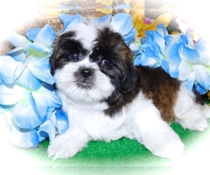 Havashu Puppy for sale in HAMMOND, IN, USA