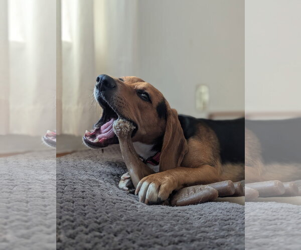 Medium Photo #4 Beagle Puppy For Sale in Crystal, MN, USA