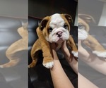 Puppy Gordita English Bulldog