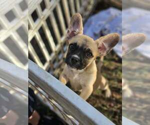 Charlie Pup *LOCAL* *MEET ME* - Male French Bulldog-Unknown Mix Dog for Adoption - Photo #2