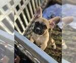 Small Photo #2 French Bulldog-Unknown Mix Puppy For Sale in Wakefield, RI, USA