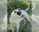 Small #2 American Pit Bull Terrier Mix