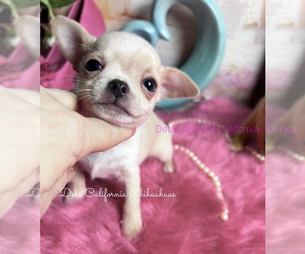 Medium Photo #2 Chihuahua Puppy For Sale in TRACY, CA, USA