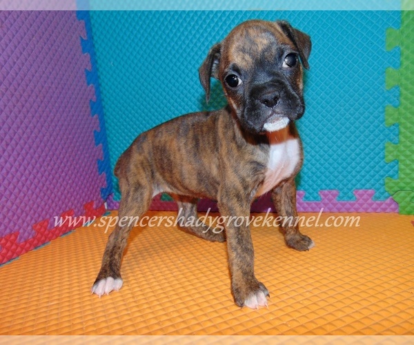 Medium Photo #7 Boxer Puppy For Sale in CABOOL, MO, USA