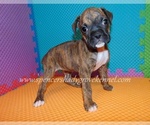Small #6 Boxer