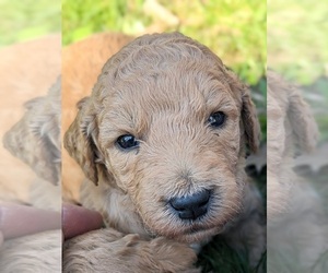 Goldendoodle Puppy for sale in MONTGOMERY, PA, USA