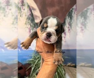 English Bulldog Puppy for sale in OOLOGAH, OK, USA