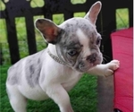 Small Photo #4 French Bulldog Puppy For Sale in EXETER, CA, USA