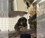 Mr Blue Collar - Male German Shepherd Dog Puppy for Sale - Photo #6