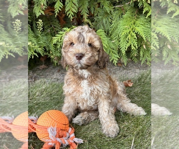 Medium Photo #1 Cockapoo Puppy For Sale in MIDDLEBURY, IN, USA