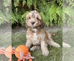 Image preview for Ad Listing. Nickname: Tucker