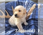 Puppy Taz Golden Retriever
