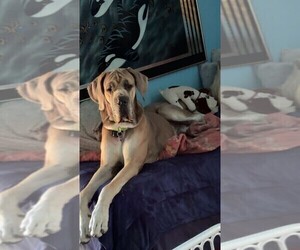 Father of the Great Dane puppies born on 05/15/2025