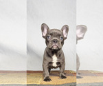 Small #1 French Bulldog