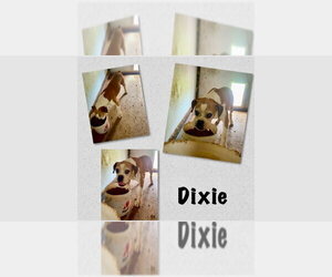 Boxer Dogs for adoption in Austin, TX, USA