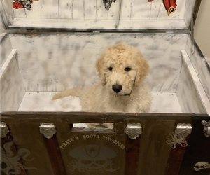 Goldendoodle-Schnoodle (Giant) Mix Puppy for sale in HUDSON, FL, USA