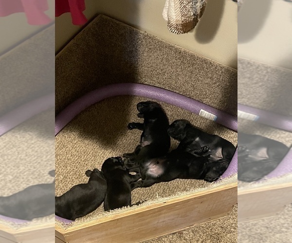 Medium Photo #4 Dachshund-Labrador Retriever Mix Puppy For Sale in MADRAS, OR, USA