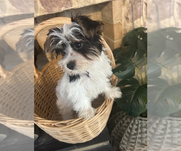 Medium Photo #14 Yorkshire Terrier Puppy For Sale in BRIDGETON, NJ, USA