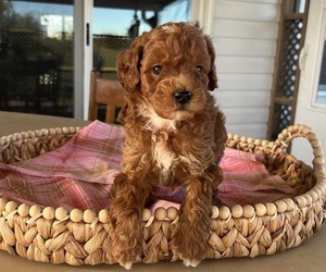 Medium Poodle (Miniature)