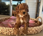 Puppy 2 Poodle (Miniature)
