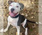 Small #1 American Staffordshire Terrier